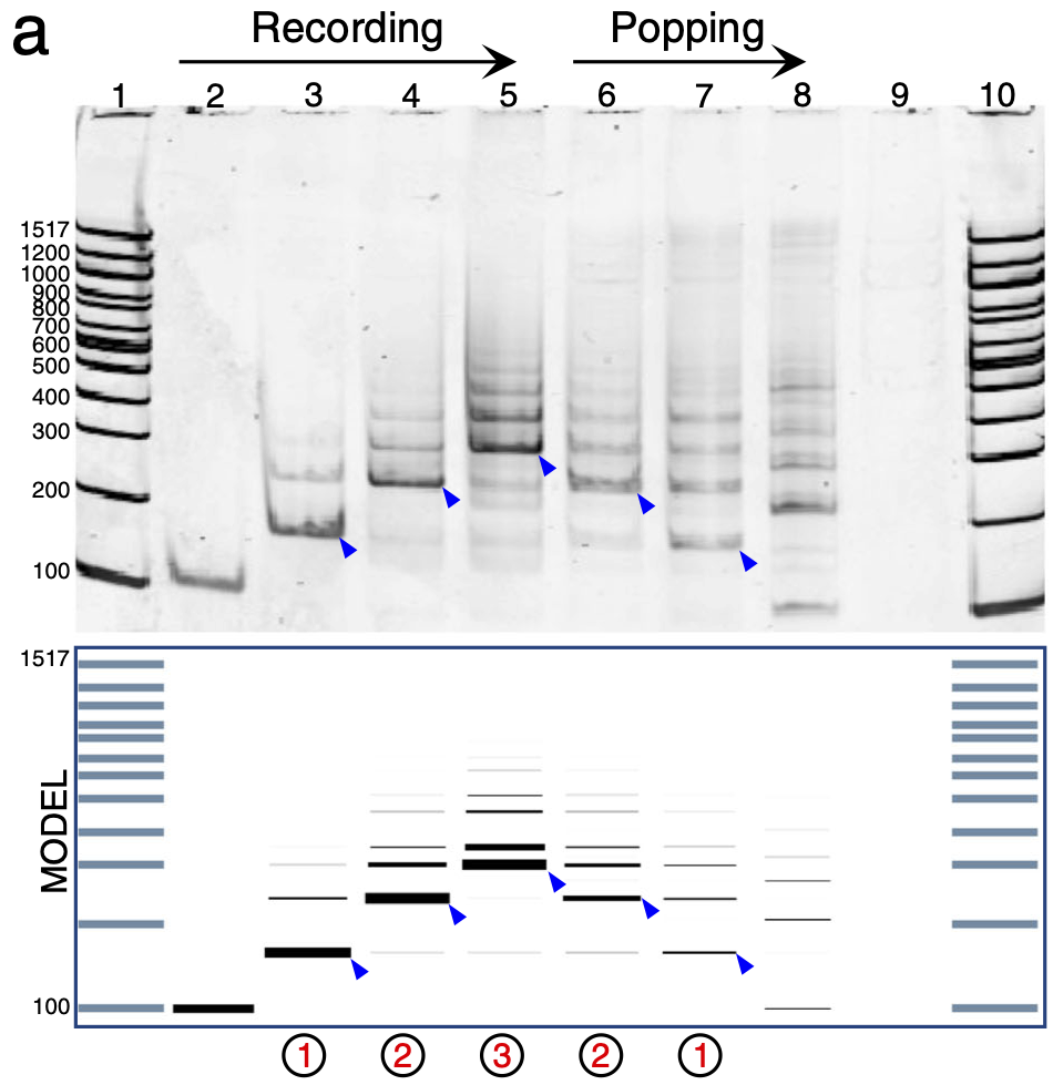 Image: How the computer model agreed with lab results for the DNA stack
