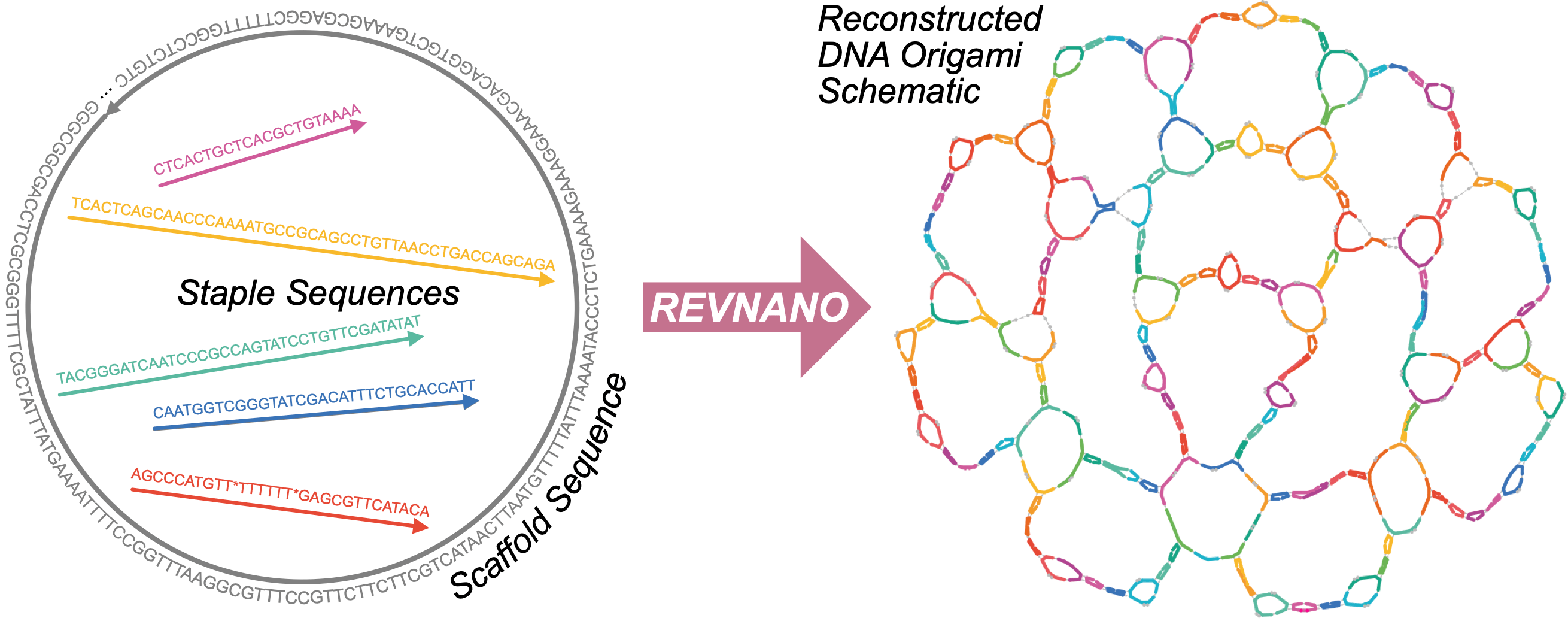 Image: REVNANO turns raw lists of DNA sequences back into meaningful DNA origami designs